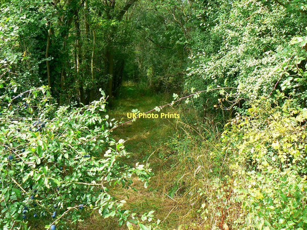 Photo 6"x4" Sloes and brambles, Rigsby's Lane, Minety Lower Moor\/SU0291 c2011