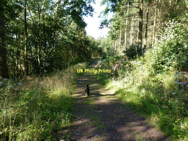 Photo 6"x4" Track through Maddox's Coppice Habberley\/SJ3903 c2011