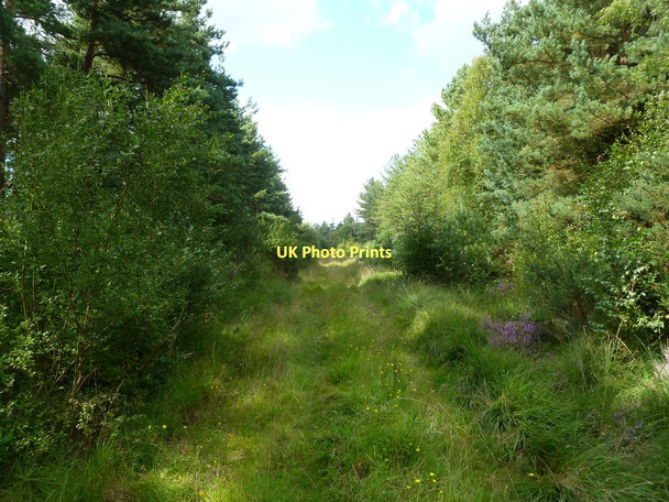 Photo 6"x4" Week, forestry track Avon\/SZ1498 c2011