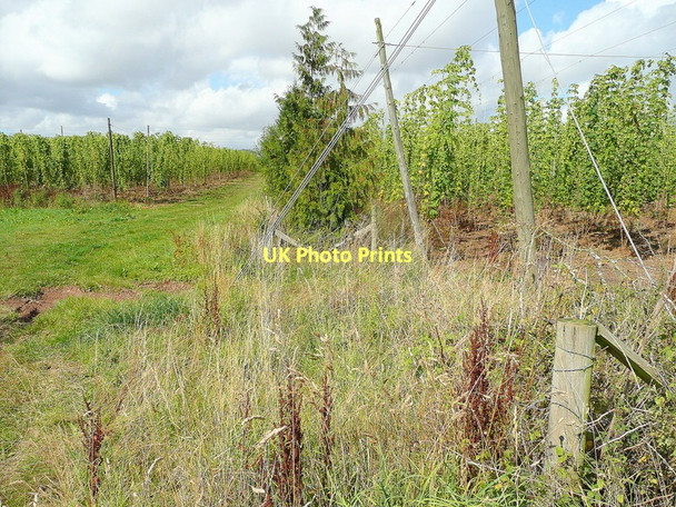 Photo 6"x4" Hop gardens near Castle Frome Birchend c2011