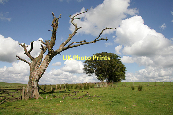 Photo 6"x4" Farmland at Carterton Hill Boreland\/NY1791 c2011