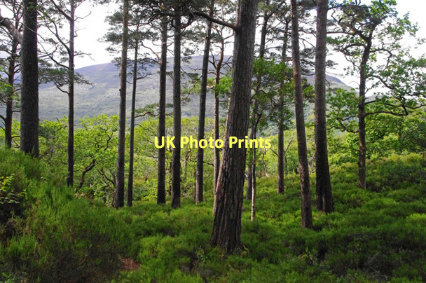 Photo 6"x4" Woodland near Old Weir Bridge Muckross c2011