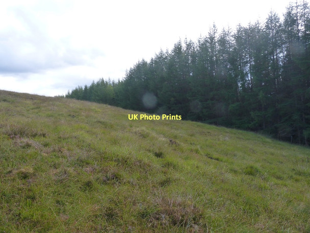Photo 6"x4" View across grazing land to forestry edge Bohuntine c2011