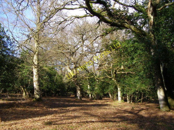 Photo 6"x4" Woodland south of Linwood, New Forest Linwood\/SU1809 c2006