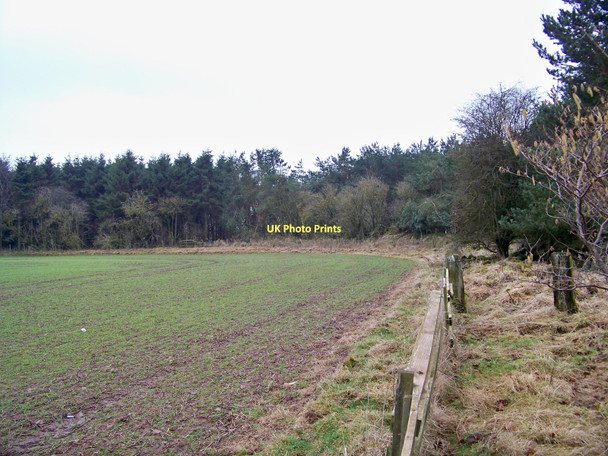 Photo 6"x4" Field Edge At 'Chapel Wood' Lambden c2011