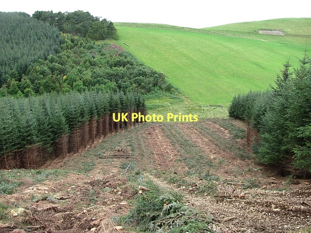 Photo 6"x4" Clear felled strip, Rough Side Mitchell Hill\/NT0633 c2011