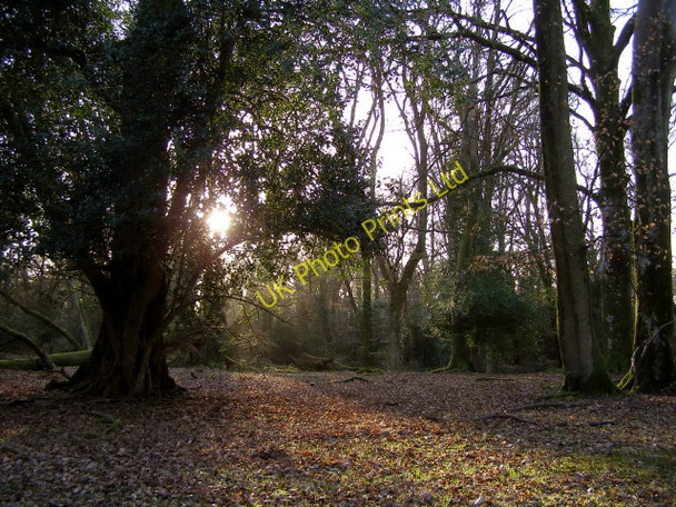Photo 6"x4" Late afternoon in Tantany Wood, New Forest Furzey Lodge c2006