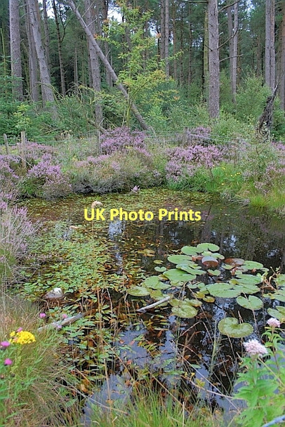 Photo 6"x4" Fire Pond, Standingstones Rigg Harwood Dale c2011