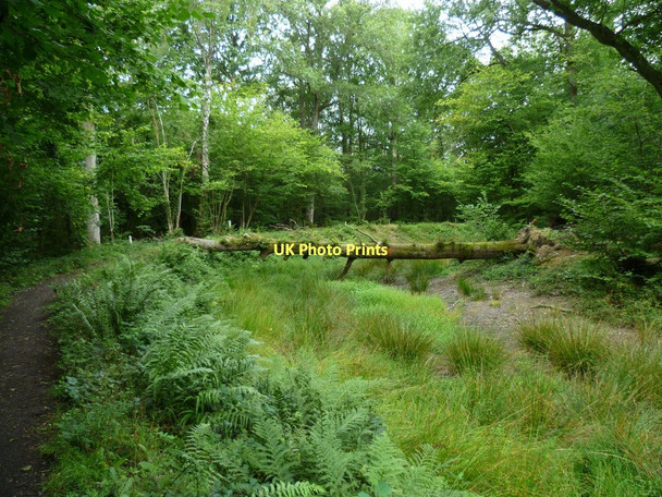 Photo 6"x4" Number 138 Dunsfold Common c2011
