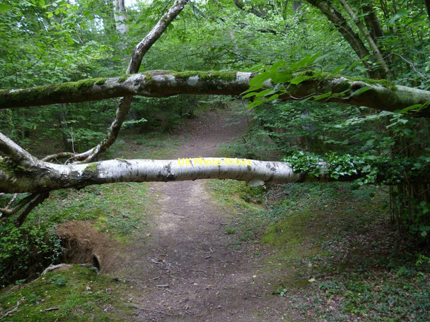 Photo 6"x4" Low headroom in Firfield Rough Dunsfold Common c2011