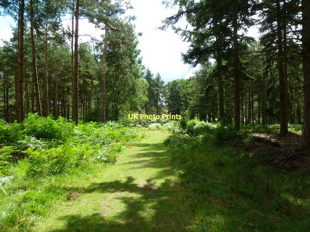 Photo 6"x4" Alderhill Inclosure, forestry track Ogdens c2011
