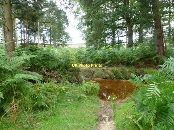 Photo 6"x4" Alderhill Inclosure, ford Ogdens c2011