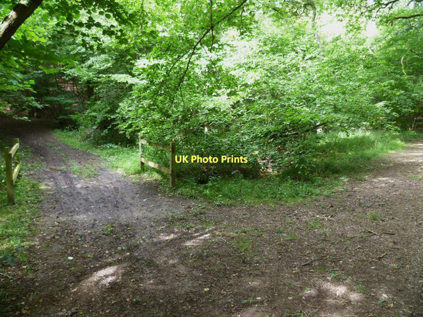 Photo 6"x4" Footbridge on the way to Knightons Lane Dunsfold Common c2011