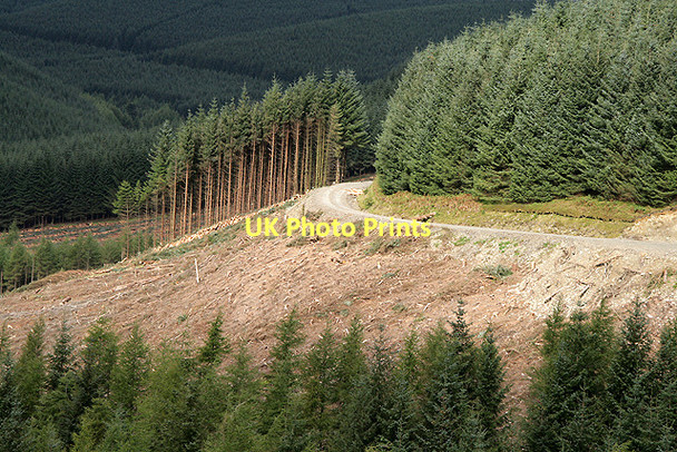 Photo 6"x4" Forestry at Whitecleuch Fell Bentpath c2011