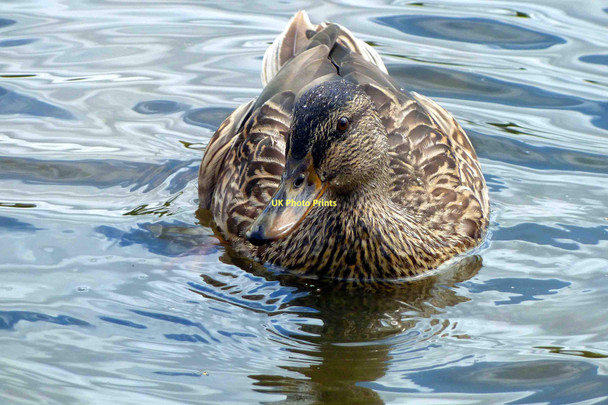 Photo 6"x4" Duck on Pond - Brampton Bierlow Brampton\/SE4101 c2011