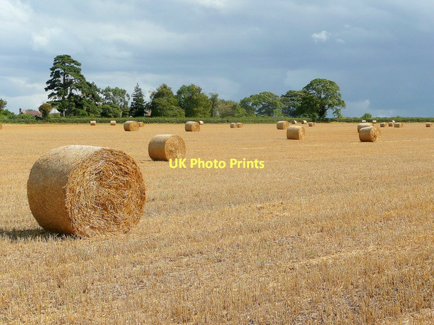 Photo 6"x4" Bromsash late summer 2 Bromsash c2011