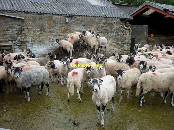Photo 6"x4" Sheep in the yard at Crossgill Farm Crossgill\/SD5562 c2011