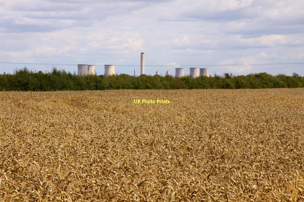 Photo 6"x4" Wheatfield near Marcham Mill Drayton\/SU4794 c2011