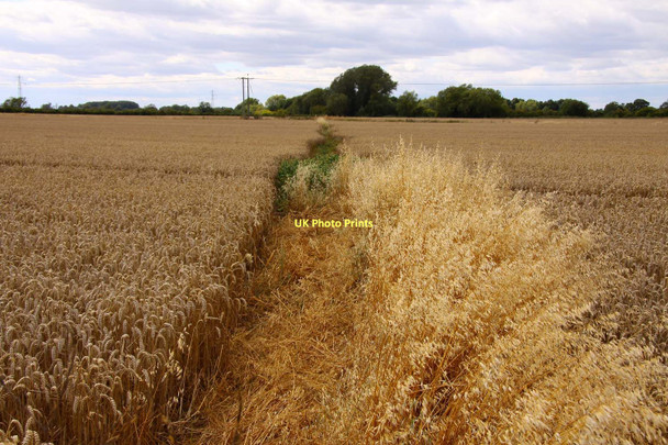 Photo 6"x4" Bridleway through the wheatfield Drayton\/SU4794 c2011