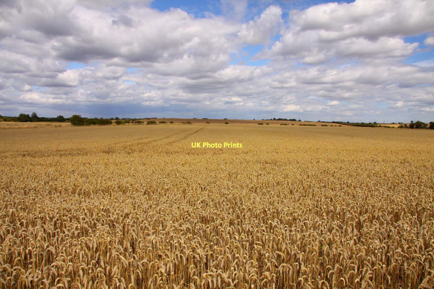 Photo 6"x4" Wheatfield near Drayton Drayton\/SU4794 c2011