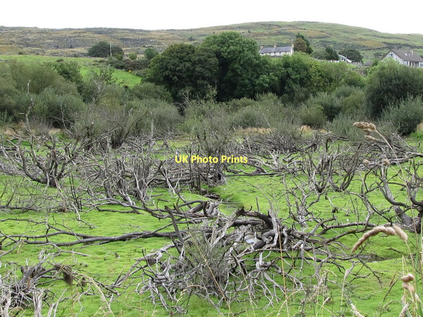 Photo 6"x4" Dead trees in area prone to seasonal flooding Kilcoo c2011
