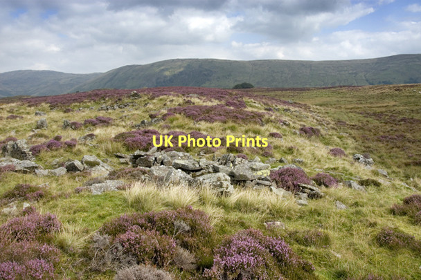Photo 6"x4" Heather Moorland, Sleddale Forest Sadgill c2011