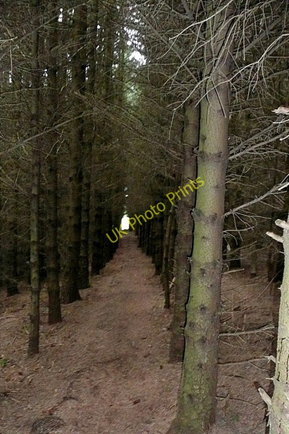 Photo 6"x4" Path through the woodland Ring Chesters c2009