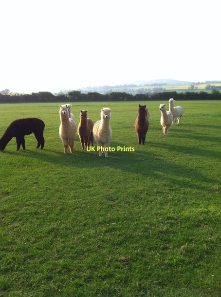 Photo 6"x4" Alpacas near Badby Wood, Northants Badby c2011
