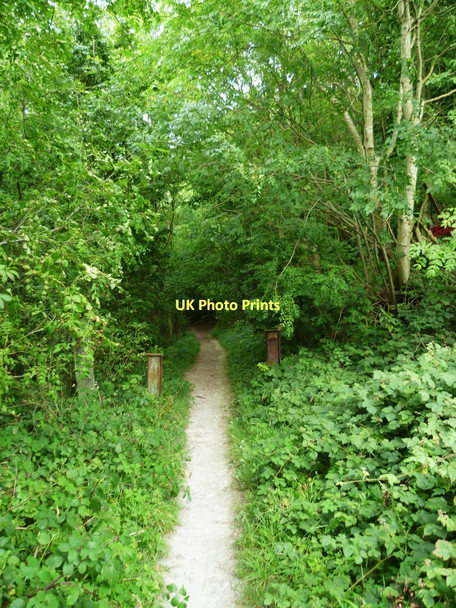Photo 6"x4" Bridleway from the South Downs Way enters woods Steyning c2011