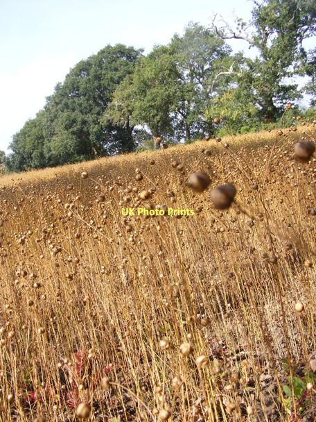 Photo 6"x4" Strange Crop detail Churchill\/SO9253 c2011