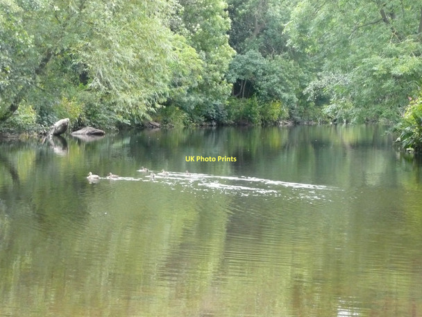 Photo 6"x4" Ducks on the River Aire Bingley\/SE1139 c2011