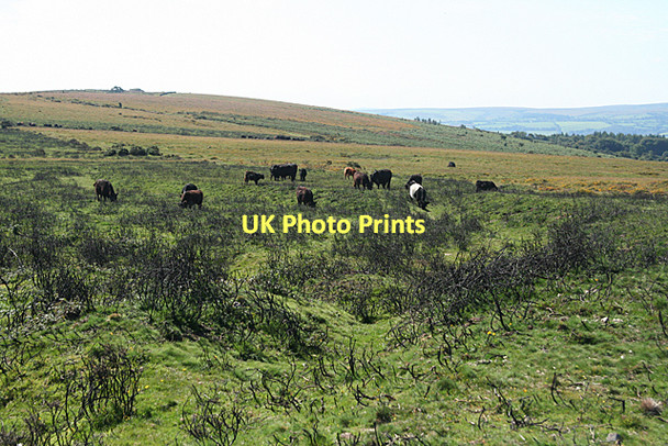 Photo 6"x4" Buckland in the Moor: Buckland Common Higher Dunstone c2011