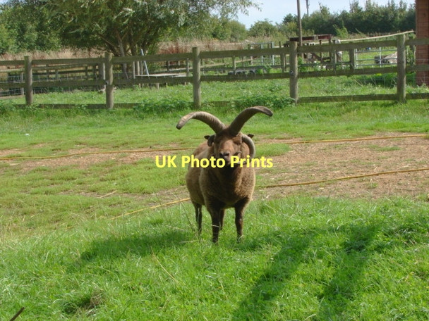 Photo 6"x4" You lookin' at me.... Fairlands\/SU9652 c2011