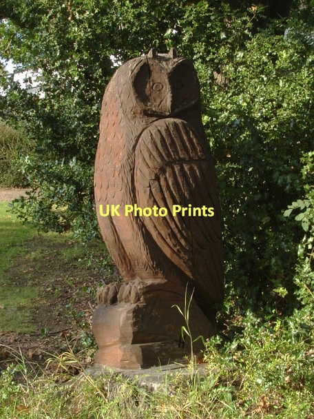 Photo 6"x4" The wise one Fairlands\/SU9652 c2011