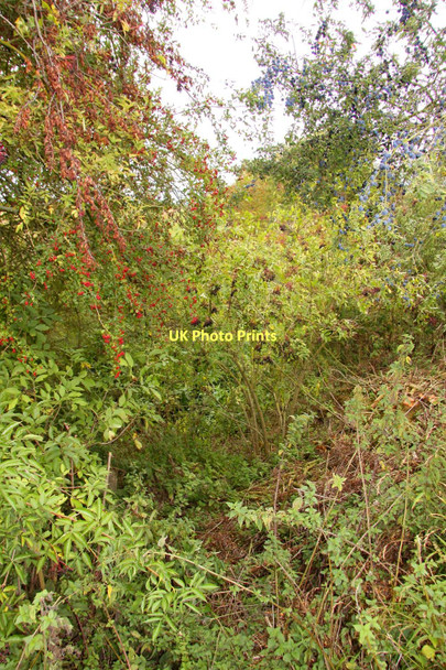 Photo 6"x4" Overgrown former canal Drayton\/SU4794 c2011