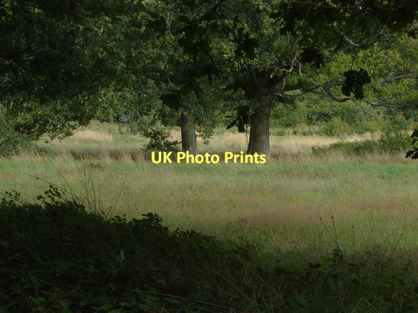 Photo 6"x4" Merrist Wood Littlefield Common c2011