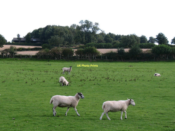 Photo 6"x4" Sheep pastures, Newton le Willows Newton-le-Willows\/SE2189 c2011