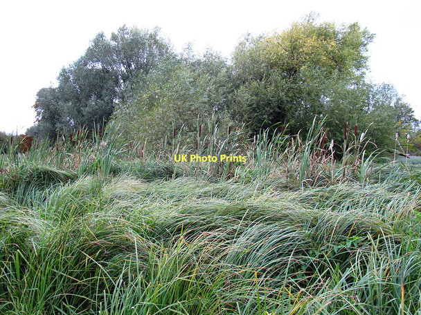 Photo 6"x4" Wetlands in Morden Hall Park Morden\/TQ2568 c2011