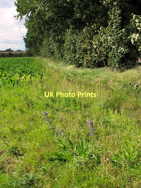 Photo 6"x4" View along the south-western edge of Green Hill Wood, Gayton Gayton Thorpe c2011