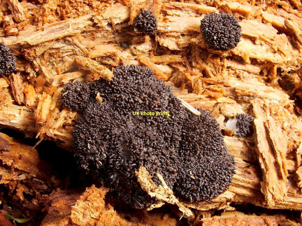 Photo 6"x4" A slime mould - Tubifera ferruginosa Dumbarton c2011