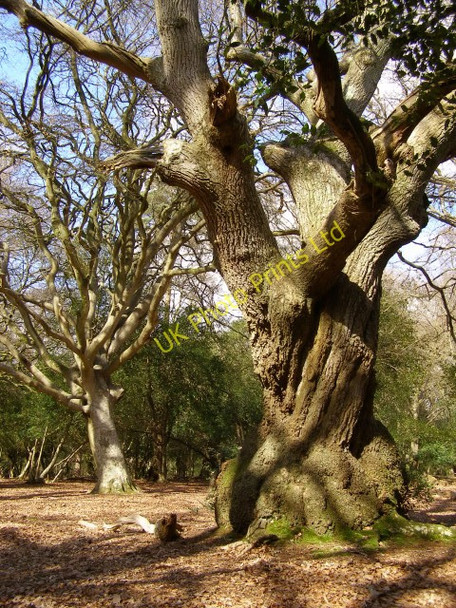 Photo 6"x4" Old trees in Hincheslea Wood, New Forest South Weirs c2006