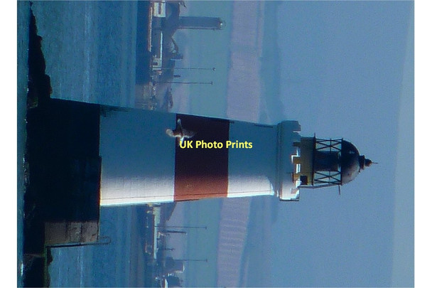 Photo 6"x4" Oxcars lighthouse Cow & Calves c2011