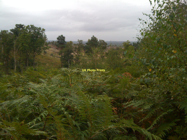 Photo 6"x4" View across Chobham Ridges Deepcut c2011