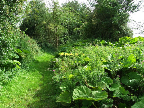 Photo 6"x4" Overgrown Footpath Farley Green\/TL7353 c2011