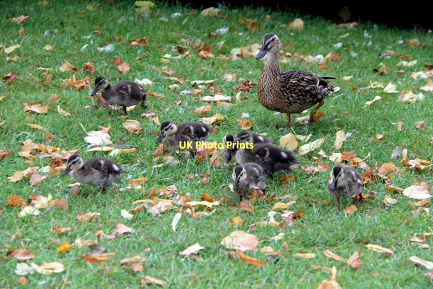 Photo 6"x4" Mallard (Anas platyrhynchos) Ashbank\/TQ8253 c2011