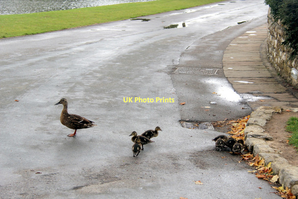 Photo 6"x4" Mallard (Anas platyrhynchos) Ashbank\/TQ8253 c2011 P1