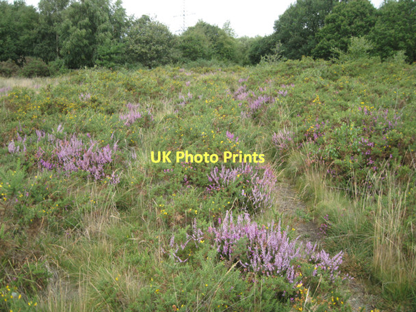 Photo 6"x4" Heather and gorse, Chudleigh Knighton Heath  Chudleigh Knighton c2011