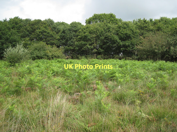 Photo 6"x4" Bracken advancing, Chudleigh Knighton Heath  Chudleigh Knighton c2011