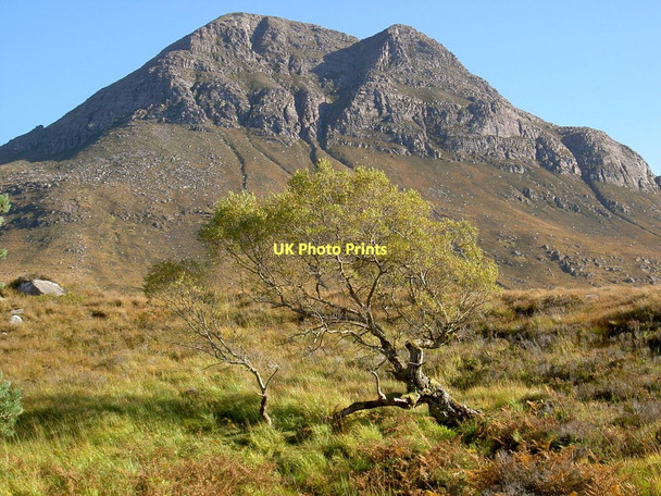 Photo 6"x4" A solitary ancient Birch Lochan Fhionnlaidh\/NC1209 c2005
