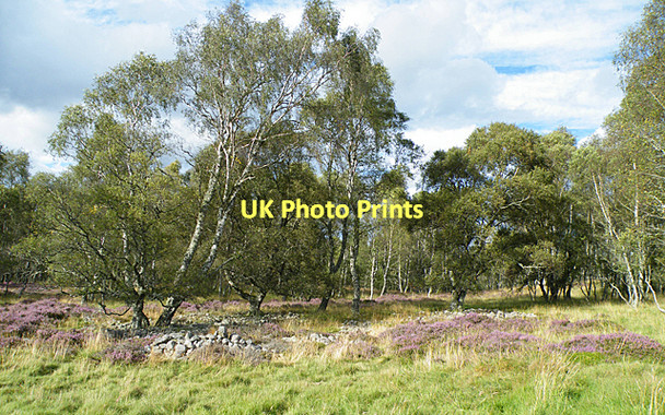 Photo 6"x4" Woodland at Little Ord Ordie\/NJ4501 c2011